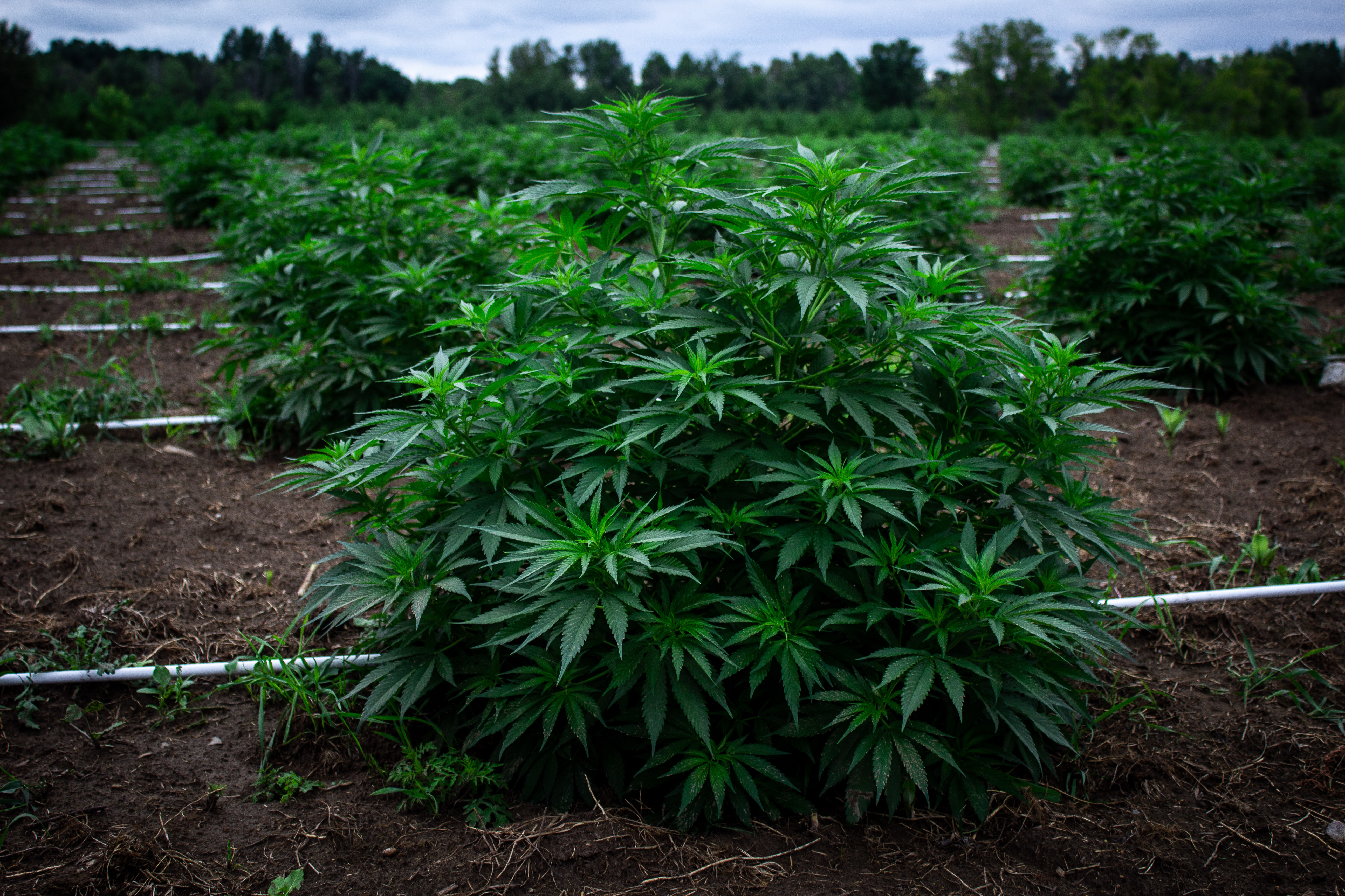 Behind the Scenes at Canada’s First Legal, Large-Scale Outdoor Cannabis Crop