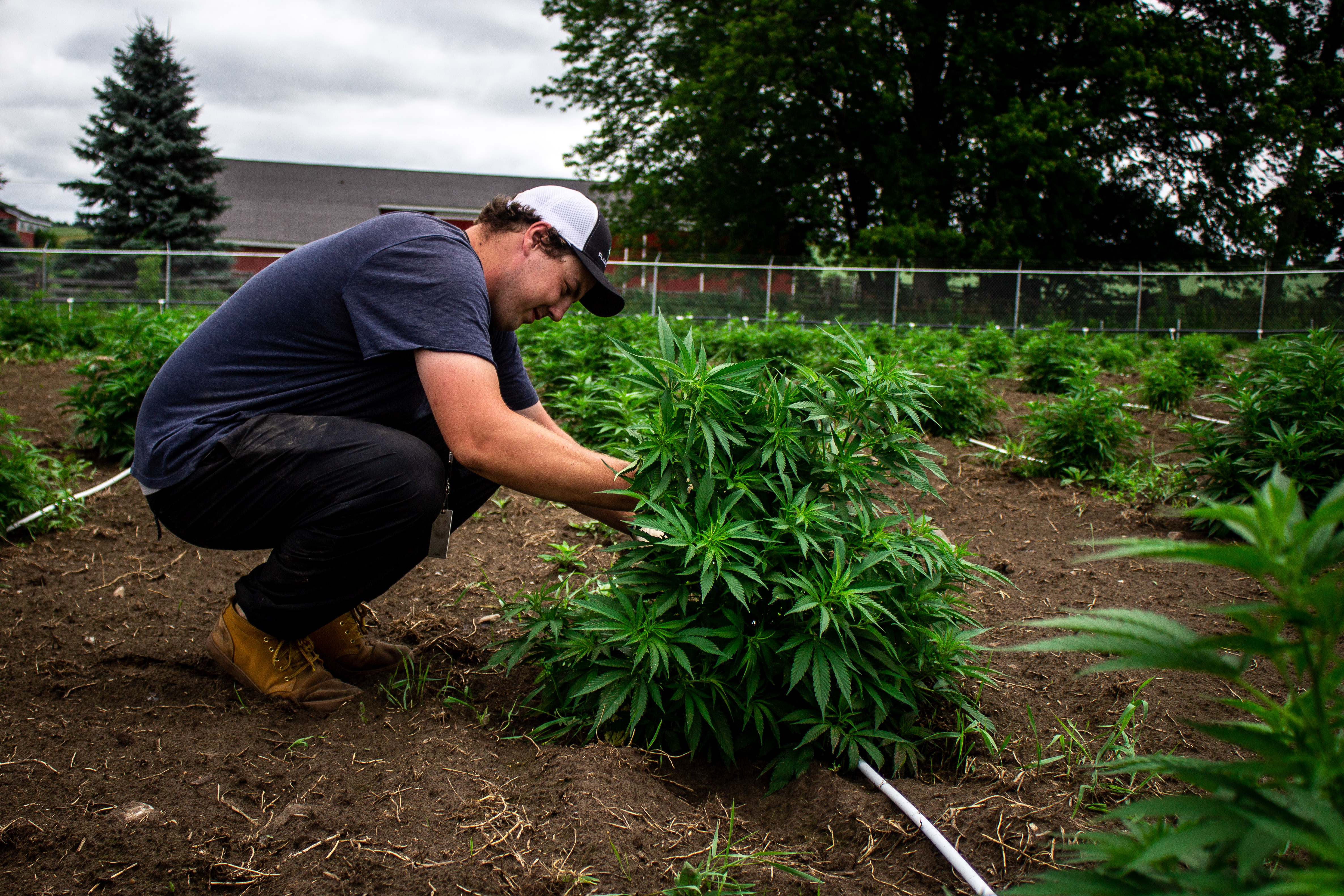 VIDEO: Week 5 of Aleafia Health’s 1.1M sq. ft. Outdoor Cannabis Crop