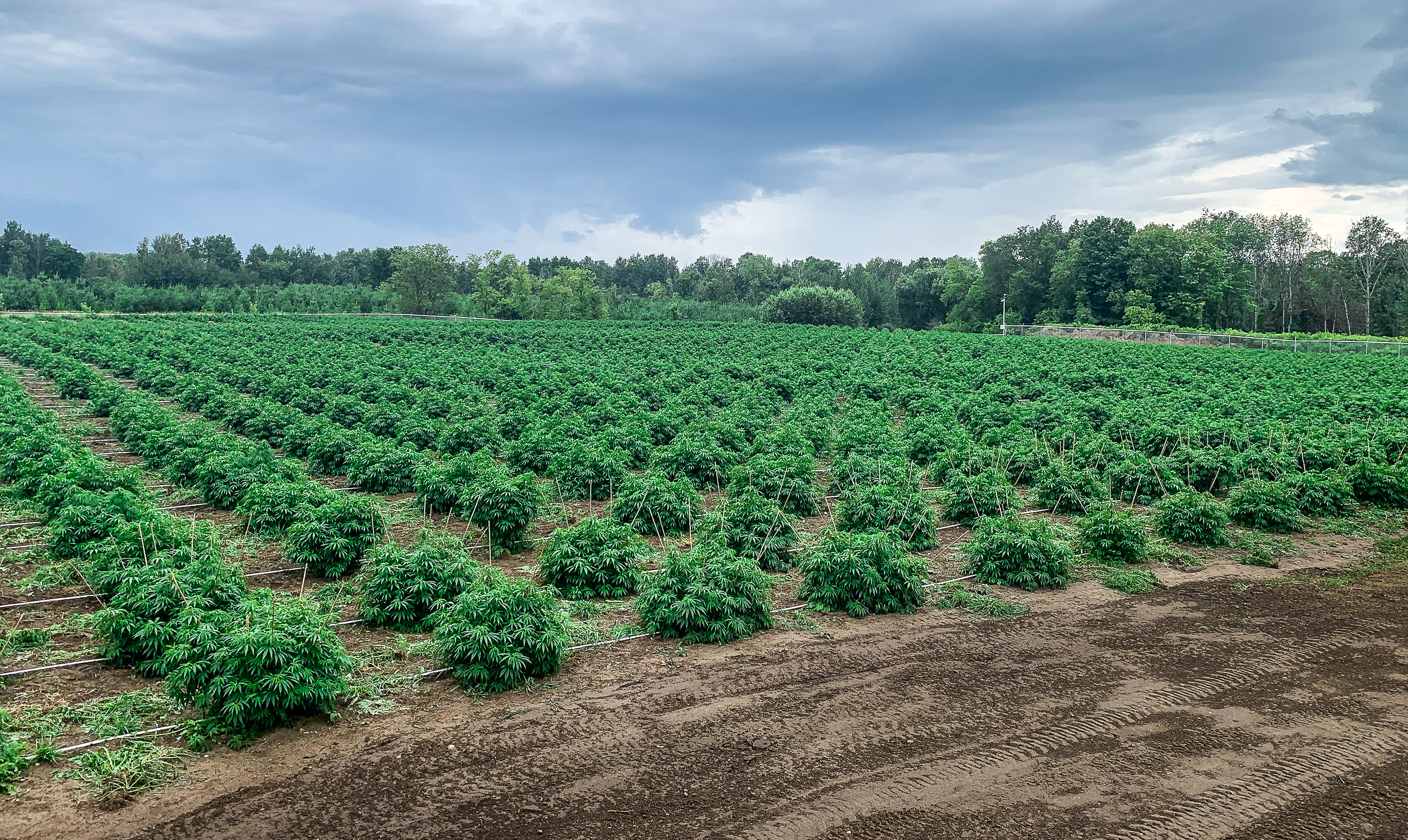 PHOTOS: Week 8 Behind the Scenes at our Port Perry Outdoor Grow