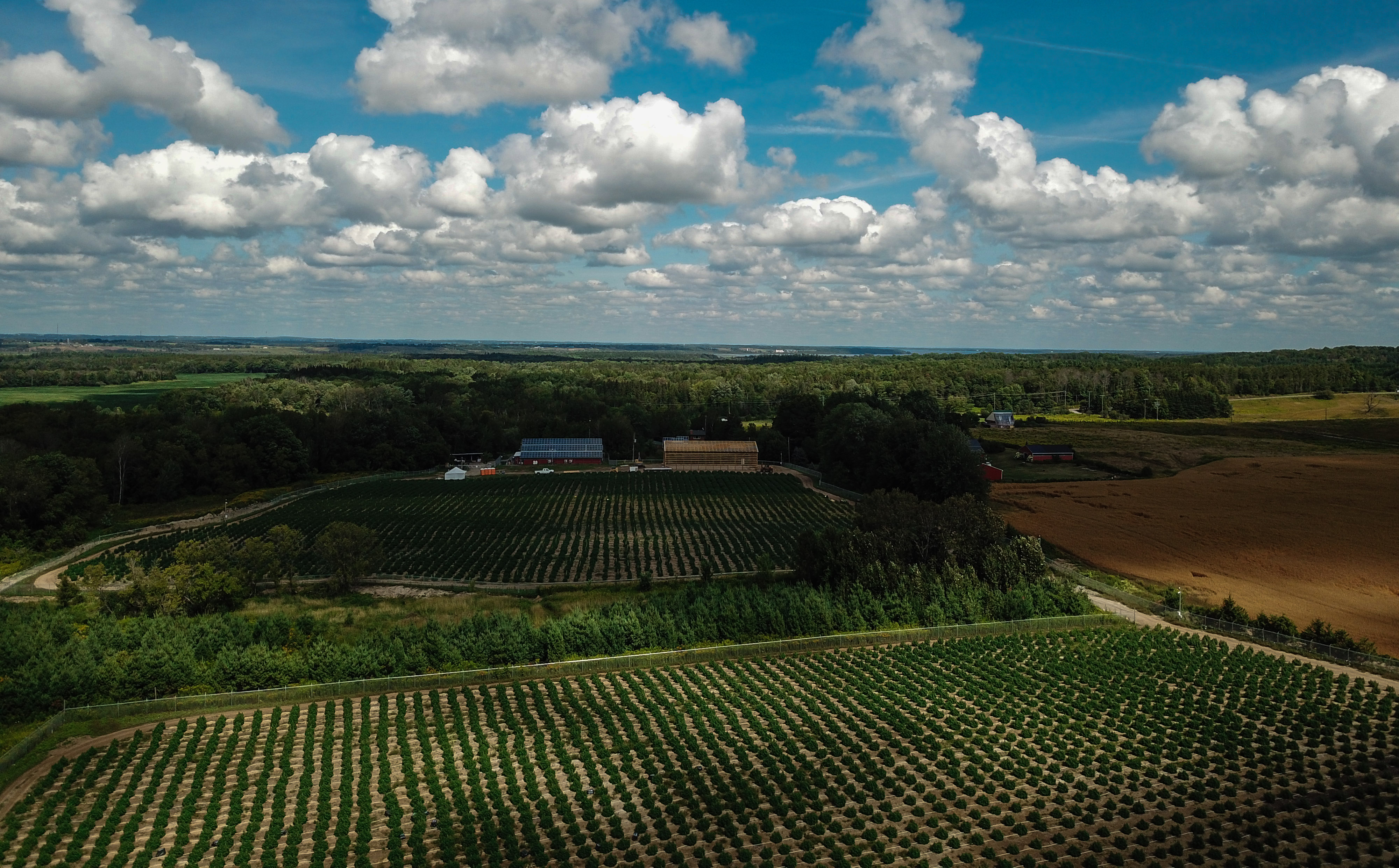 PHOTOS: Aerial shots of the Port Perry Outdoor Grow – Week 11