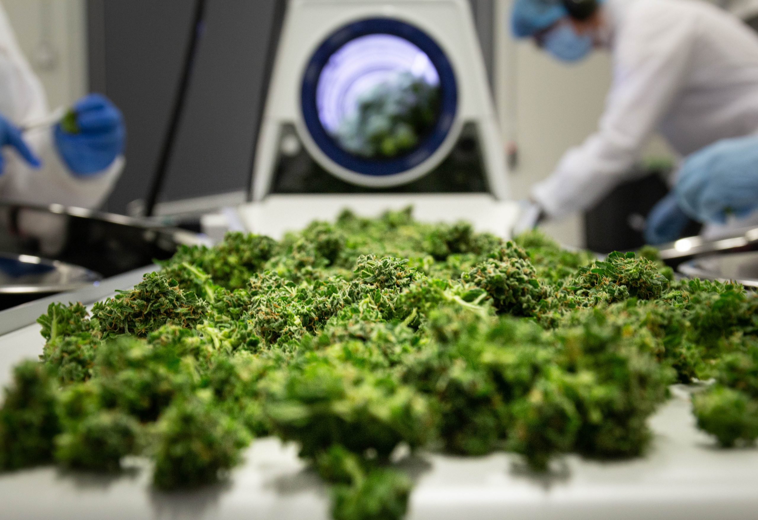 The First Harvest at Aleafia Health’s Niagara Greenhouse