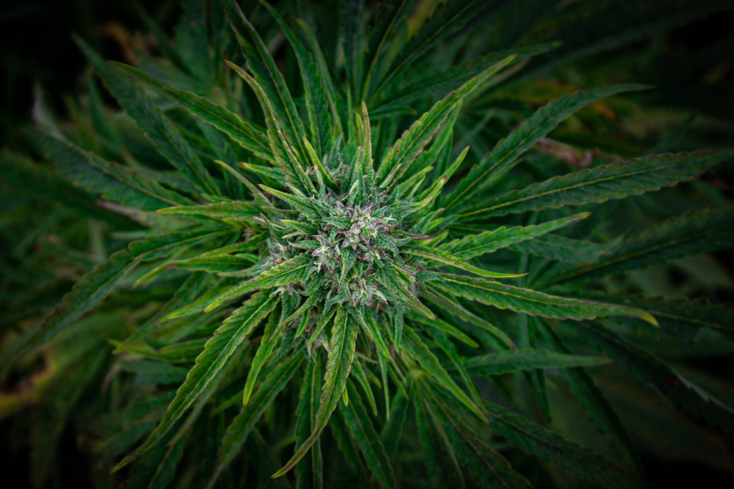 FIRST LOOK at the 2020 Outdoor Cannabis Crop