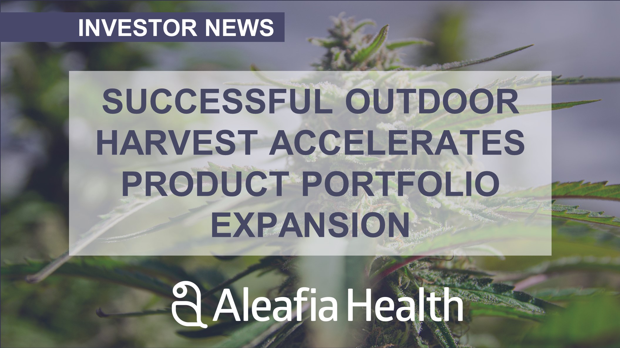 Aleafia Health Successful Outdoor Harvest Accelerates Product Portfolio Expansion
